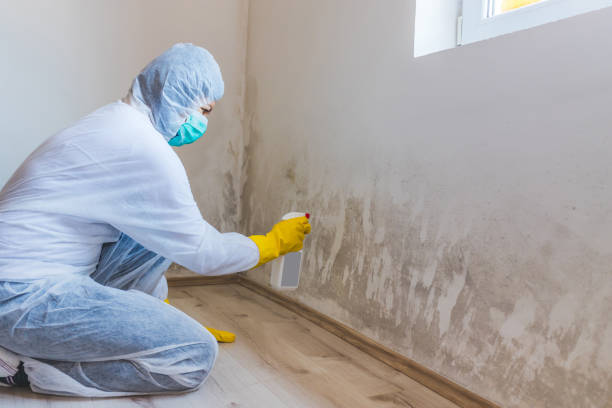 Licensed Mold Remediation service in Apopka, FL - WQB Mold Removal